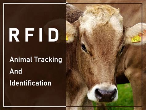 animal tracking using rfid|rfid animal tracking.